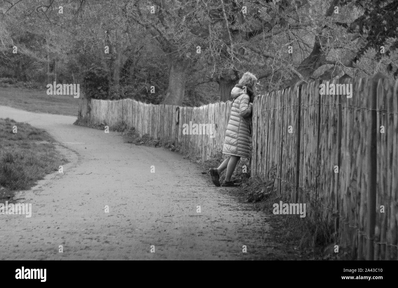 Une dame regarde au-dessus d'une clôture en bois dans la région de Hampstead Heath Banque D'Images