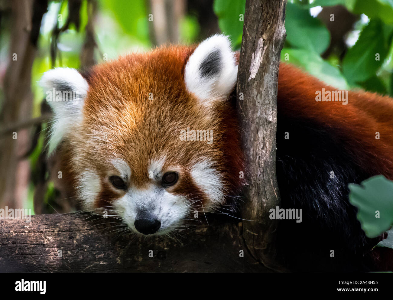 Le panda rouge couché sur arbre pour les loisirs Banque D'Images