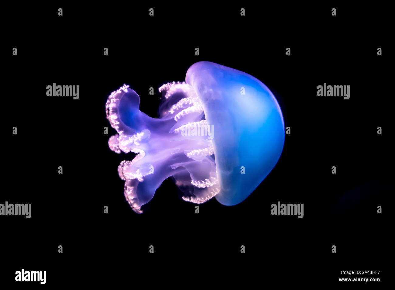 Filet De Meduse Banque D Image Et Photos Alamy