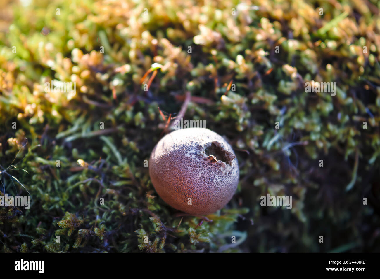 Champignon vesse-Lycoperdon perlatum reproduction des spores de champignons de fumée sur l'arrière-plan de la mousse. Banque D'Images