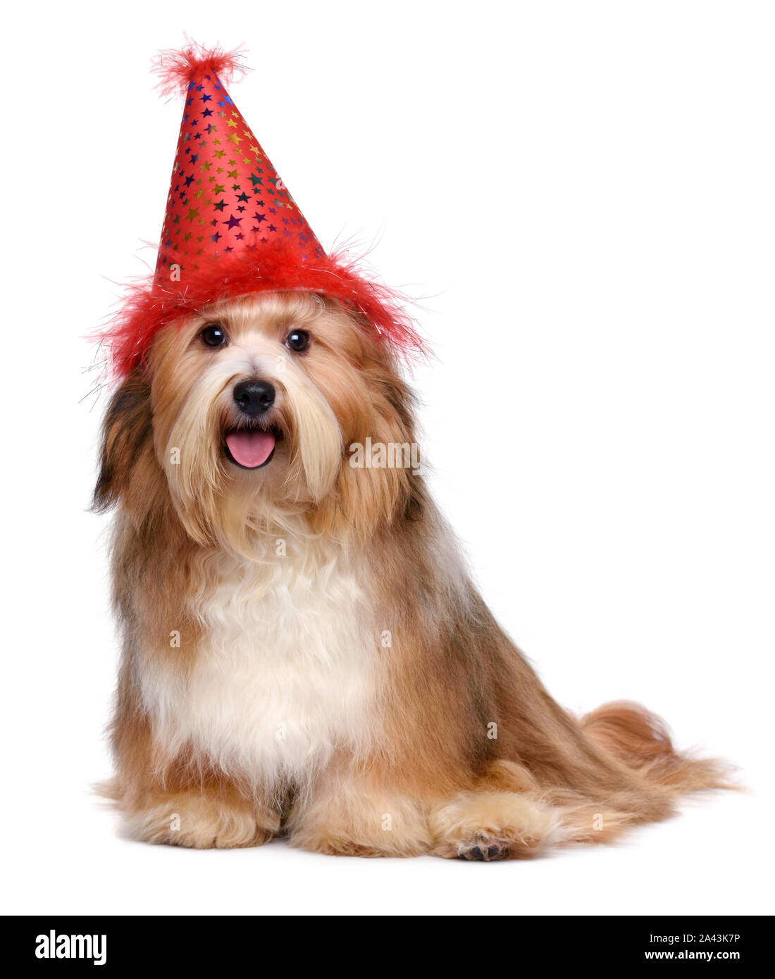 Le Bichon Havanais est un chien heureux portant un chapeau de fête d'anniversaire - isolé sur fond blanc Banque D'Images