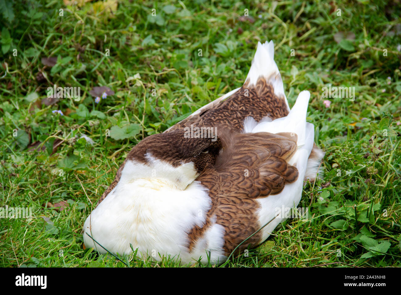 Vue d'un canard Saxon couchage, produites à partir d'un canard et un bleu occidentale canard de Rouen, de l'Anas platyrhynchos forma domestica Banque D'Images