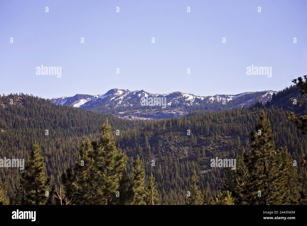 Des sommets enneigés de la Sierra Nevada, entouré de pins avec fond de ciel bleu clair, tiré de South Lake Tahoe, en Californie Banque D'Images