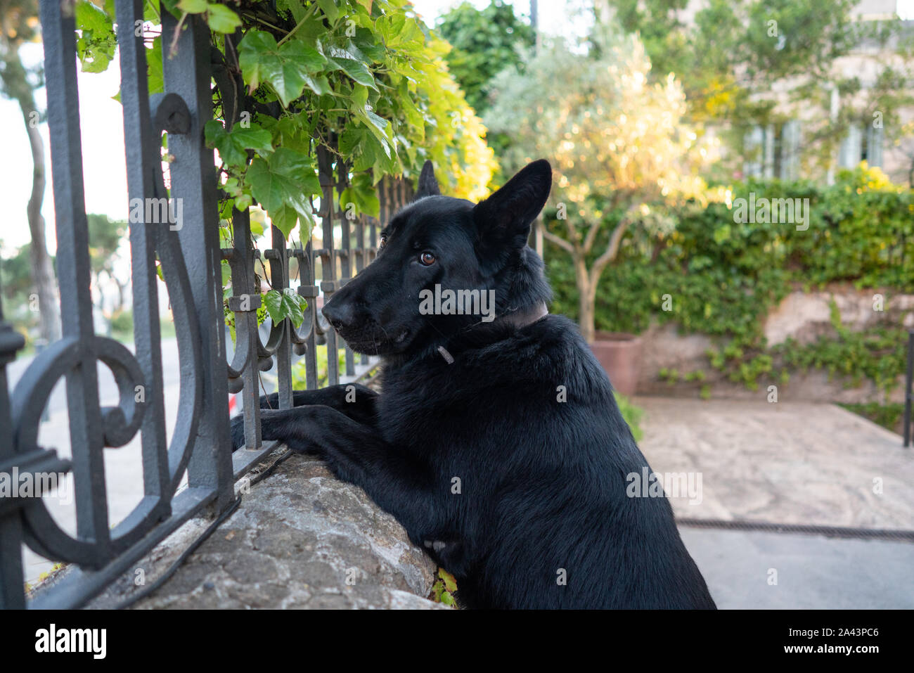 Un chien avec son jouet Rock Banque D'Images