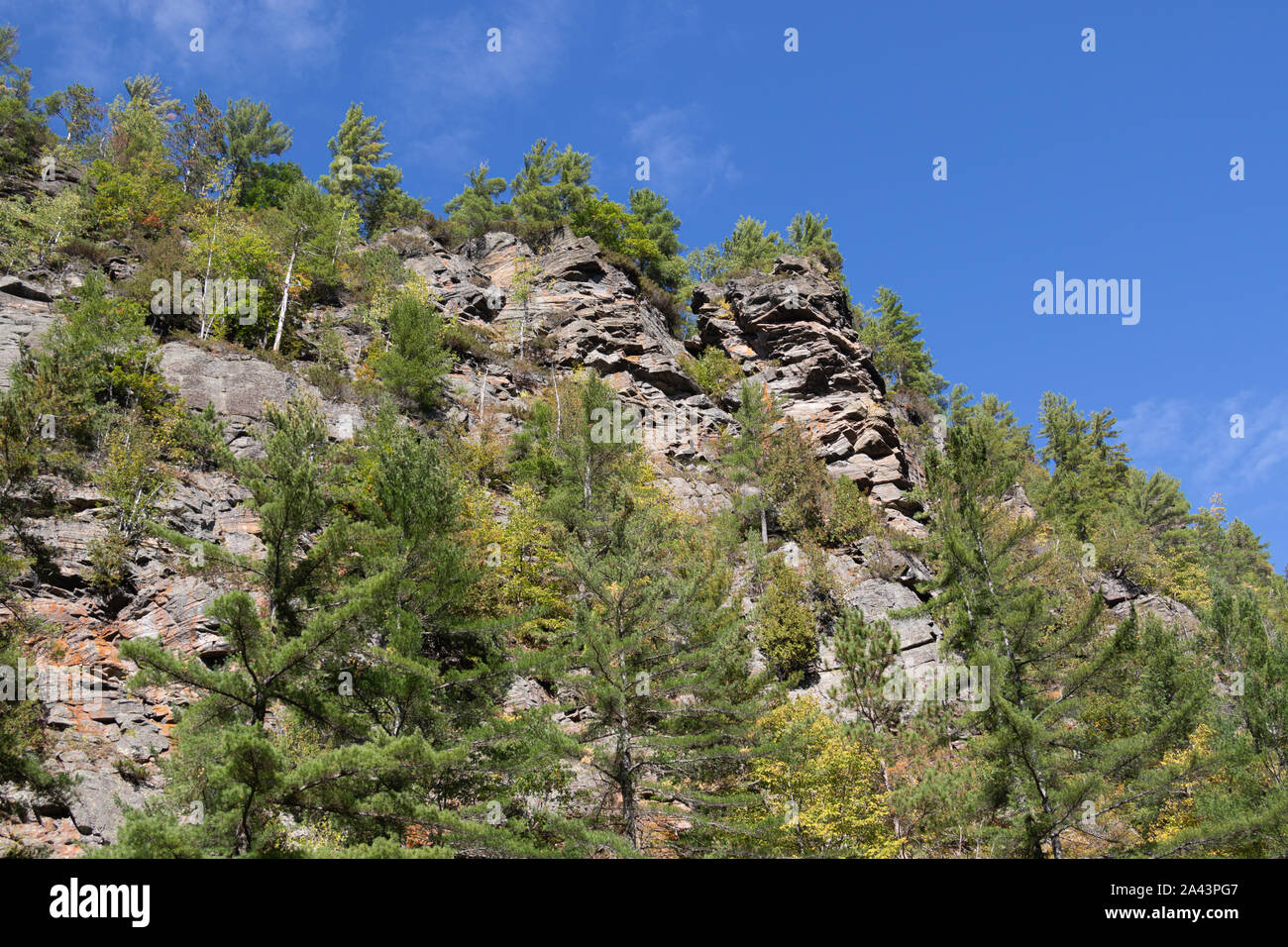 La croissance des arbres rares sur mur de pierre calcaire granit vu de Barron Canyon river Banque D'Images