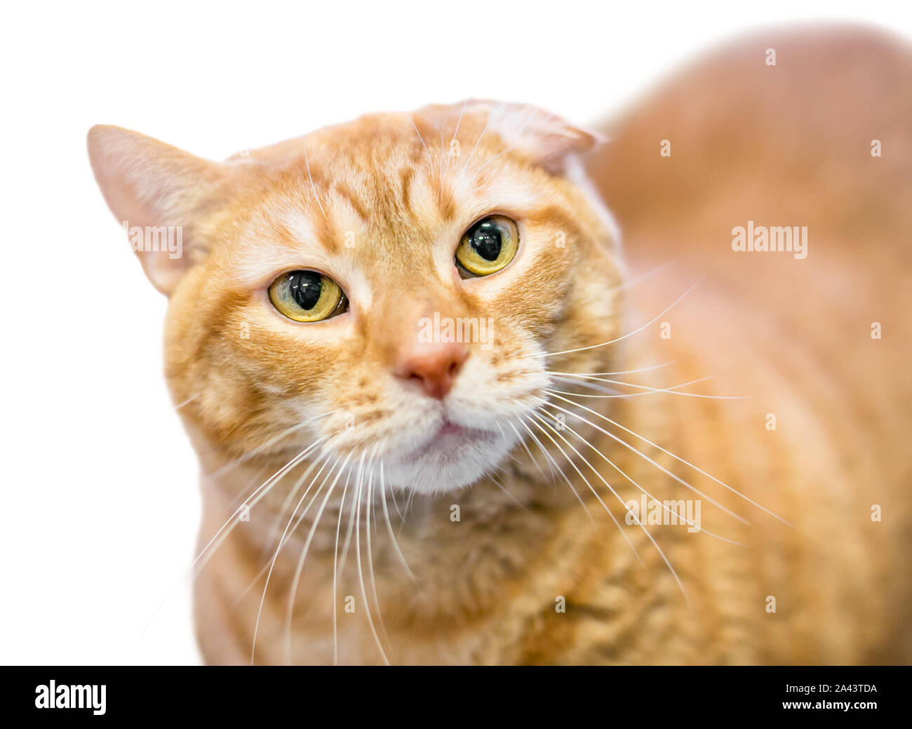 Une Orange Tabby Shorthair Domestique Avec Chat Oreille De Chou Fleur Une Deformation Causee Par Une Blessure Ou Un Hematome De L Oreille Photo Stock Alamy