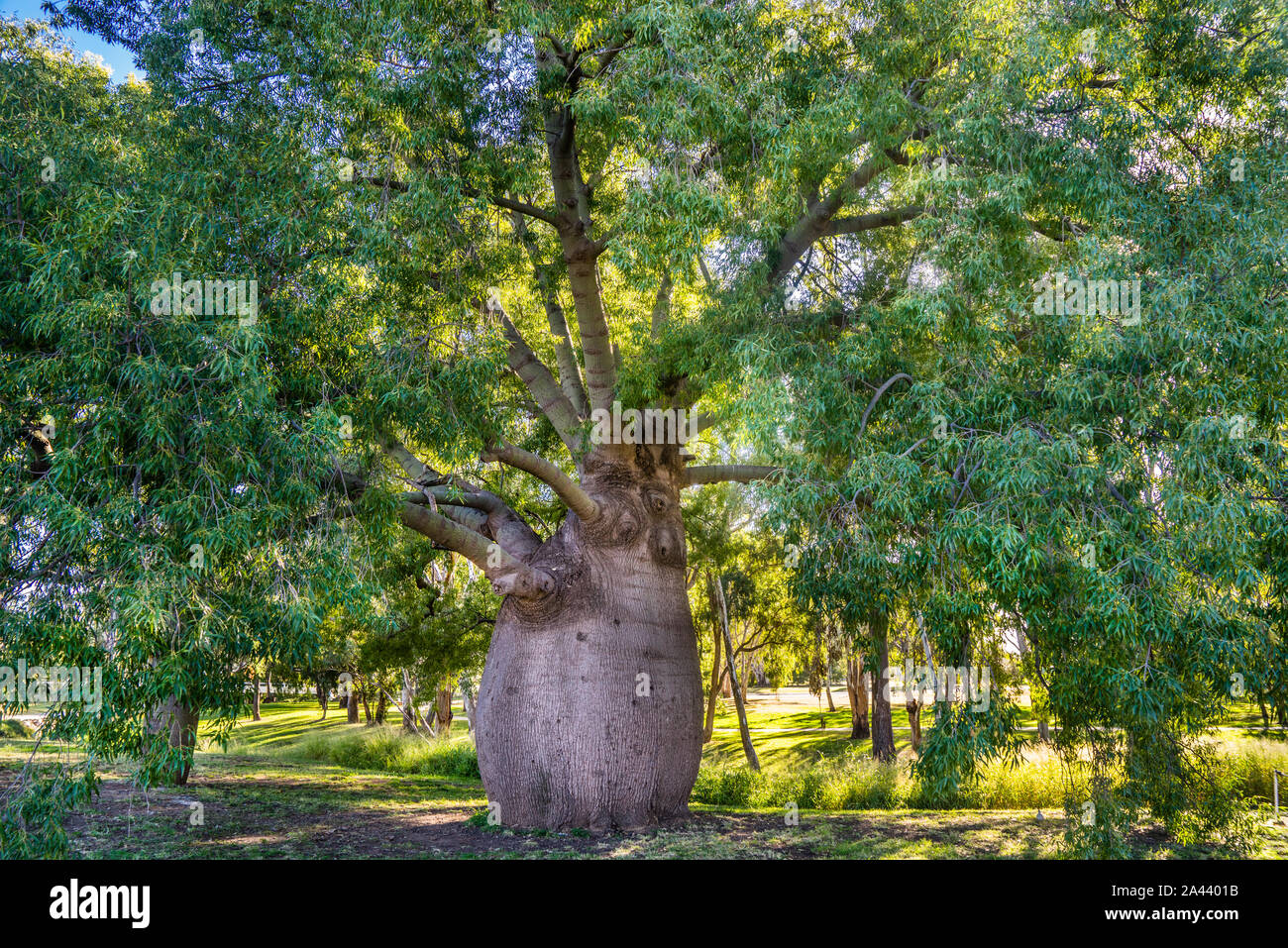 Au sud-ouest du Queensland, les Roms dans la région, Maronao le plus grand Arbre bouteille roms est un arbre à feuilles étroites (bouteille Brachychiton rupestre), plus de 100 YE Banque D'Images