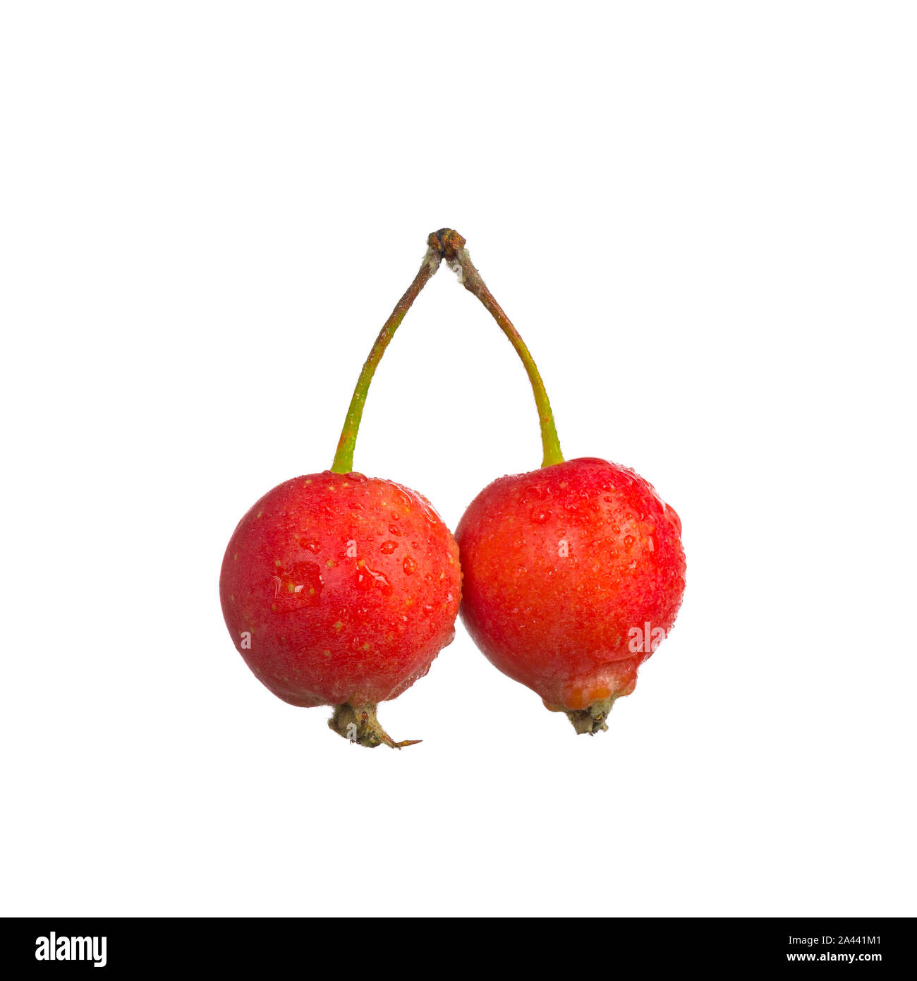 Petit paradis apples isolated on white Banque D'Images