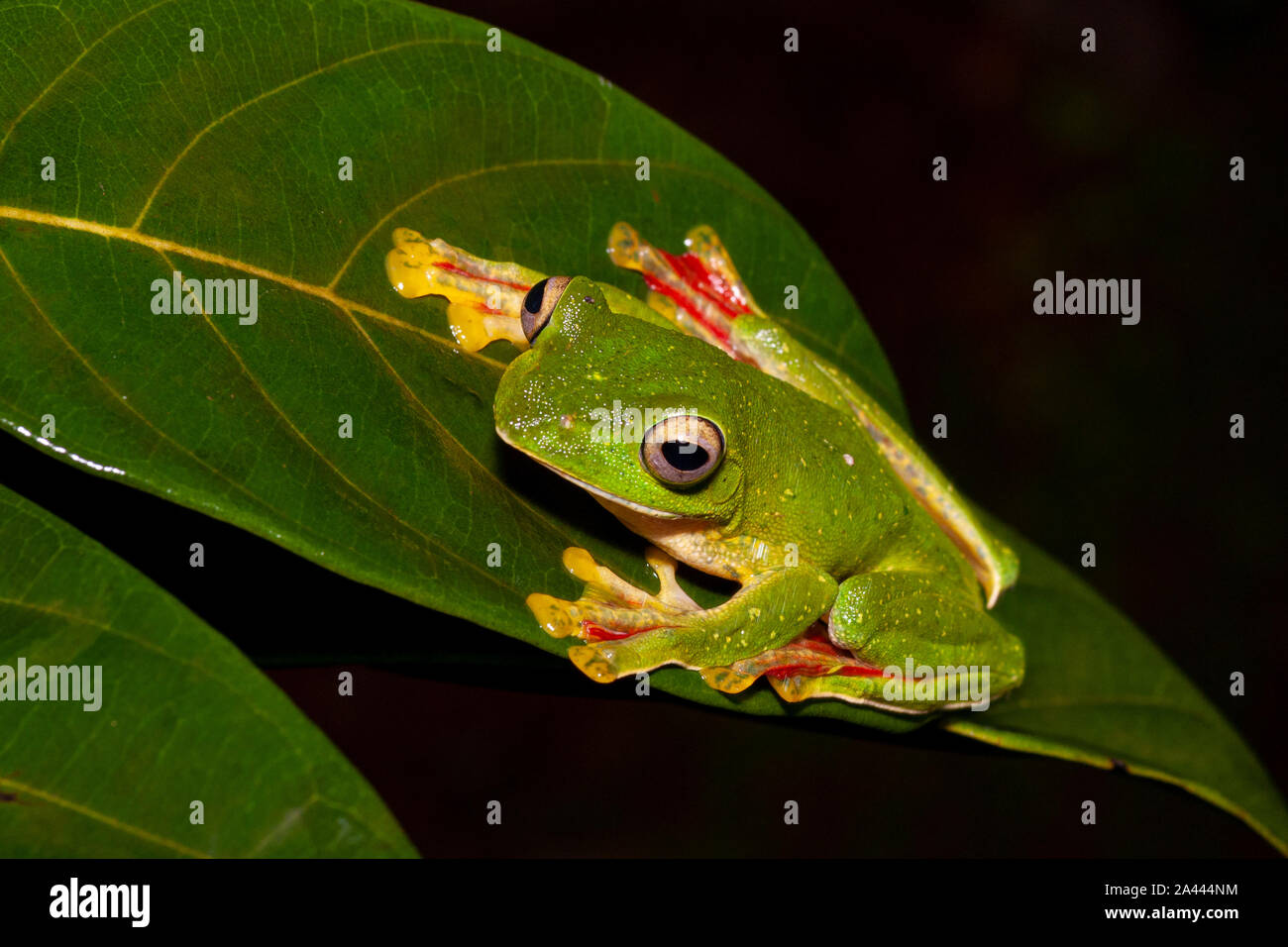 Rhacophorous Malabaricus ou Malabar Deltaplane Frog vu à Amboli,Maharashtra, Inde Banque D'Images