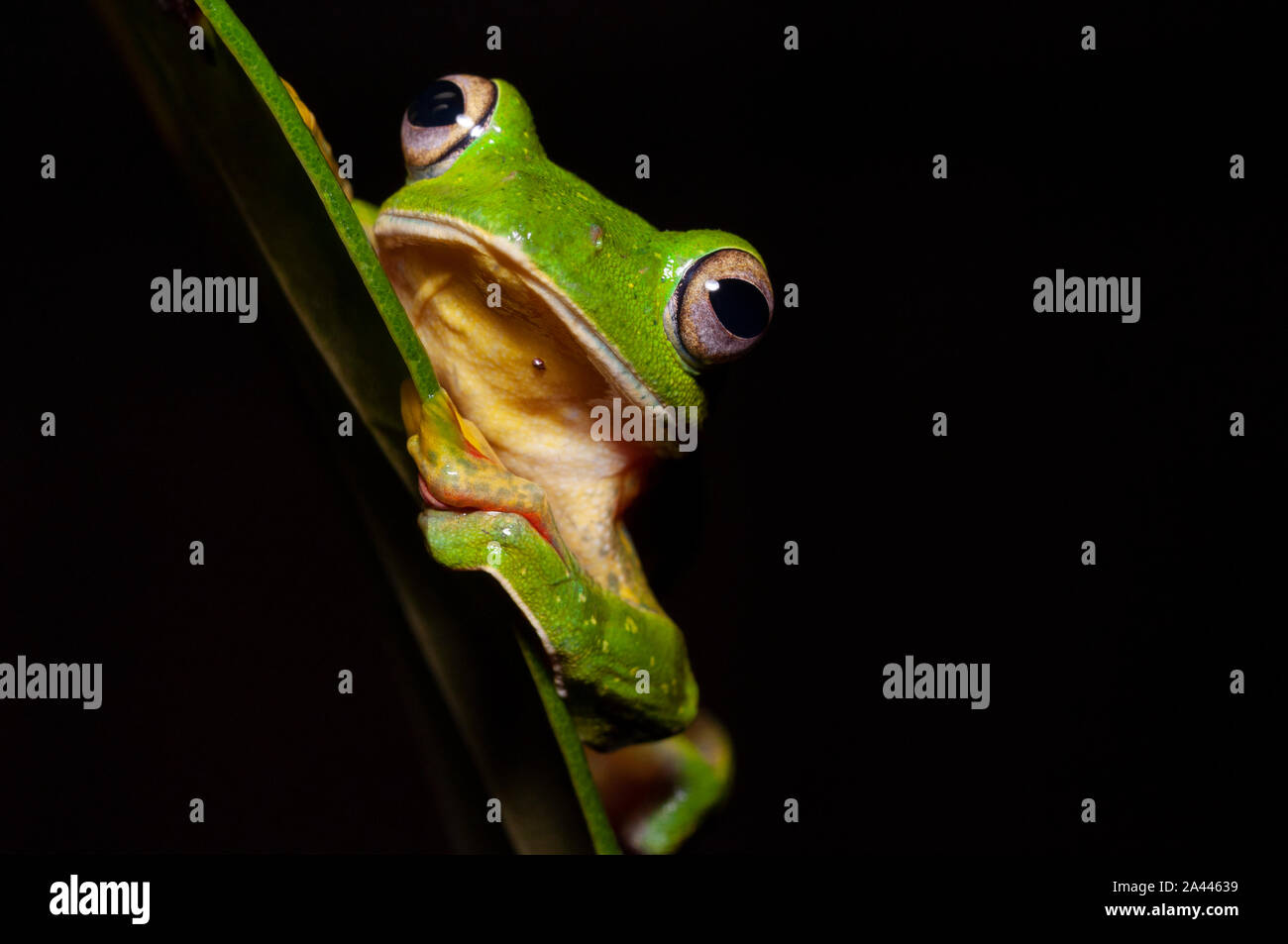 Rhacophorous Malabaricus ou Malabar Deltaplane Frog vu à Amboli,Maharashtra, Inde Banque D'Images
