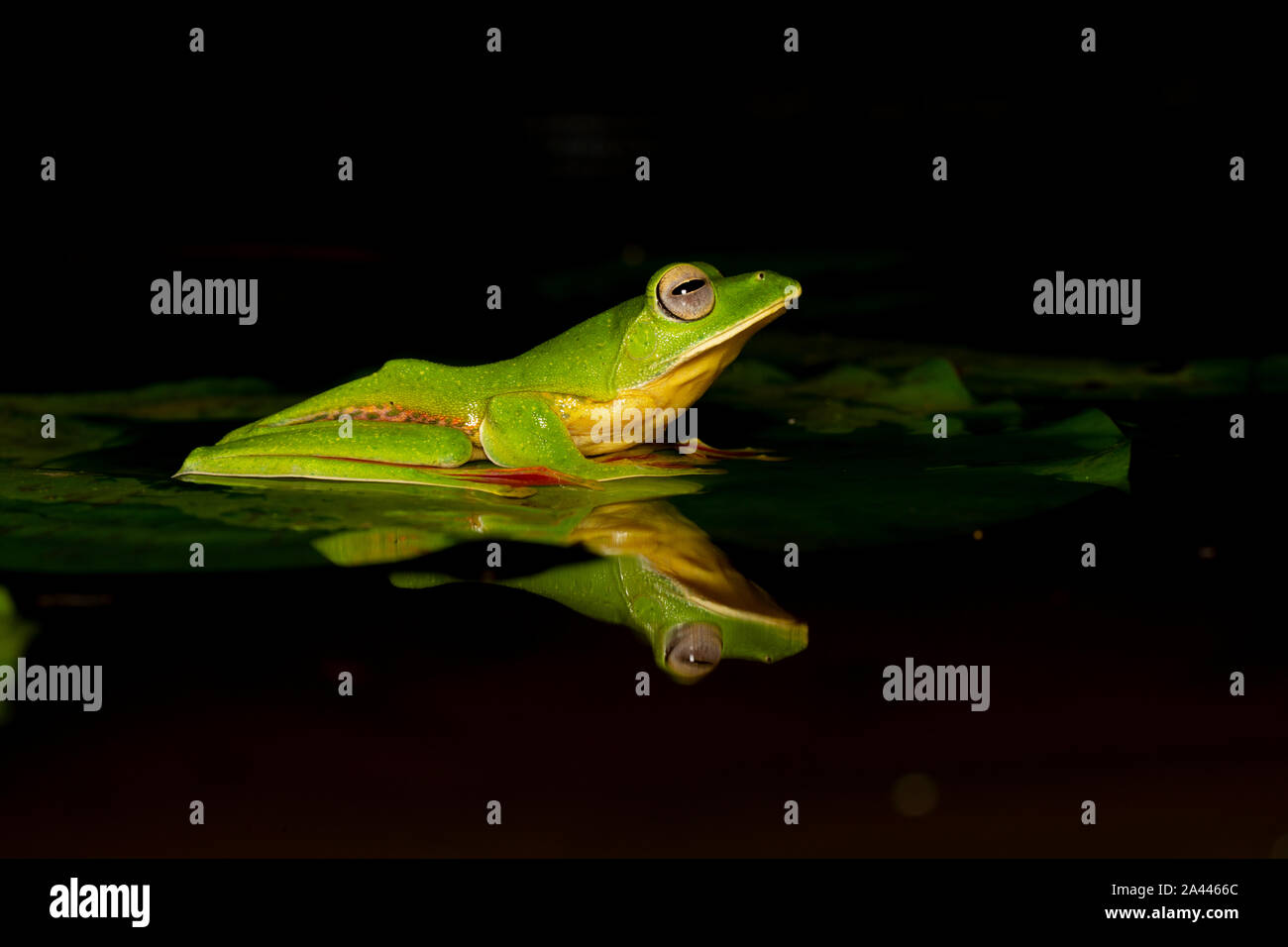 Rhacophorous Malabaricus ou Malabar Deltaplane Frog vu à Amboli,Maharashtra, Inde Banque D'Images