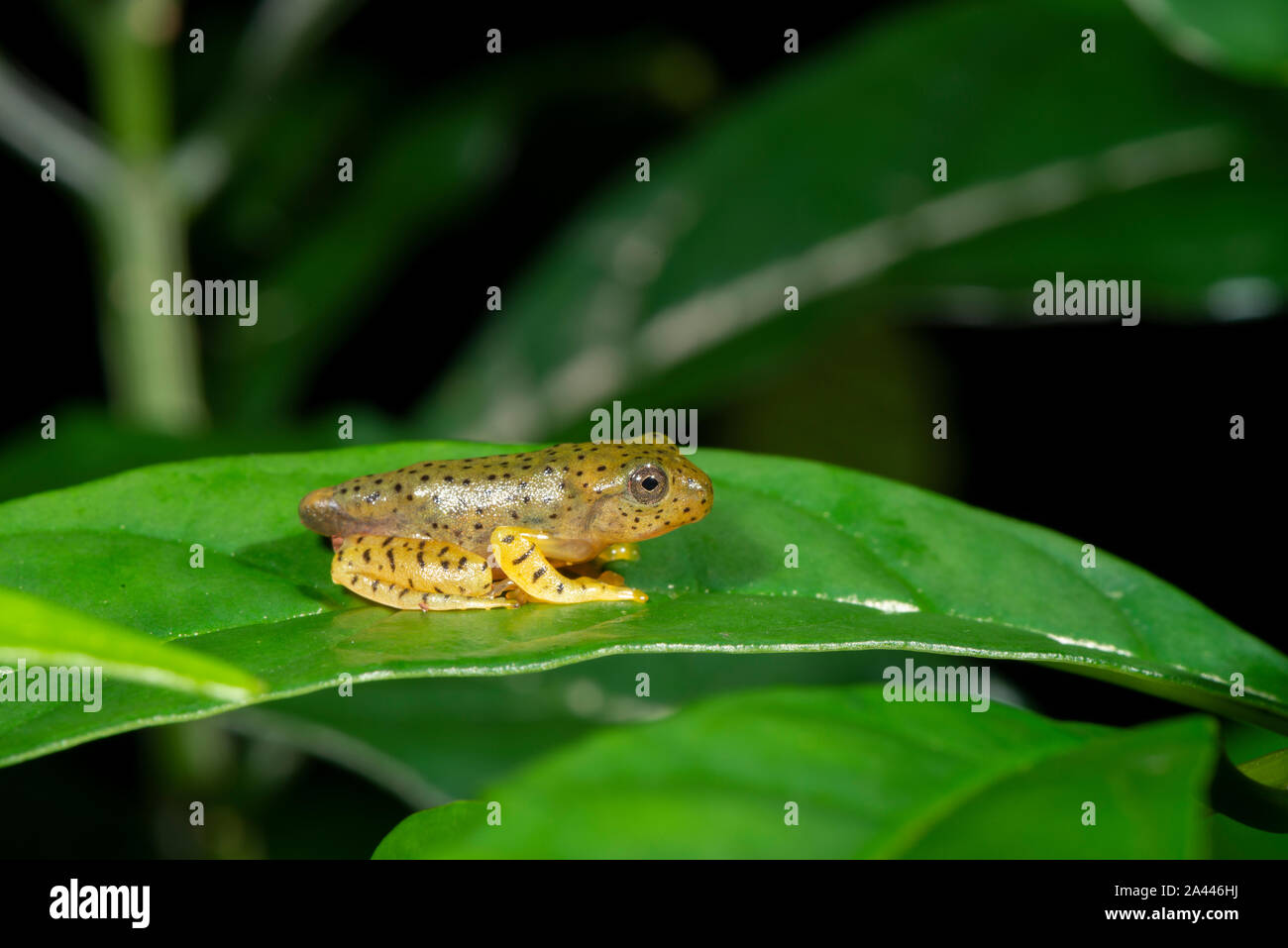 Les têtards de grenouille de vol à Malabar vu à Amboli,Maharashtra, Inde Banque D'Images