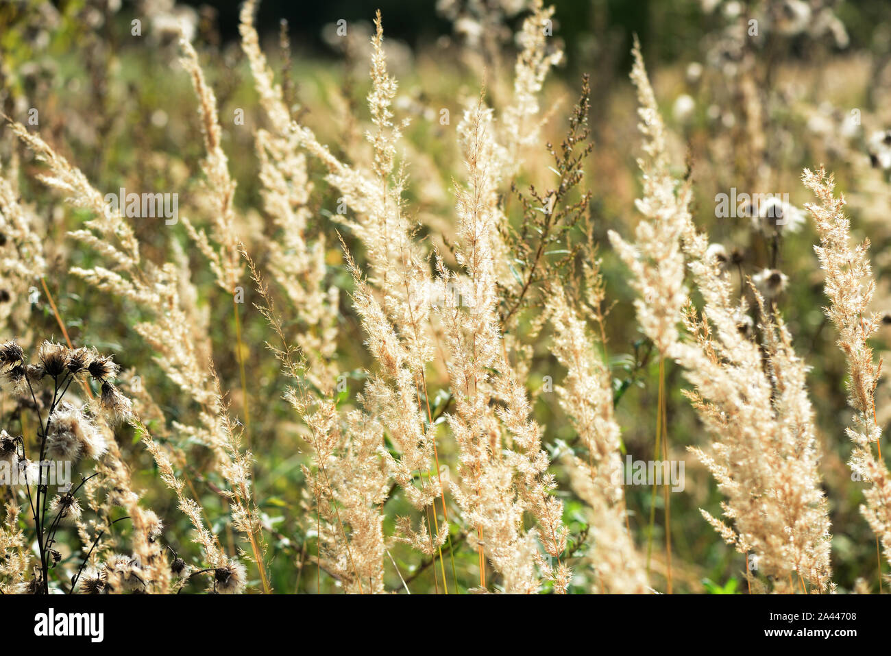 De l'herbe sèche dans un pré illuminée par le soleil Une journée d'automne, closeup Banque D'Images