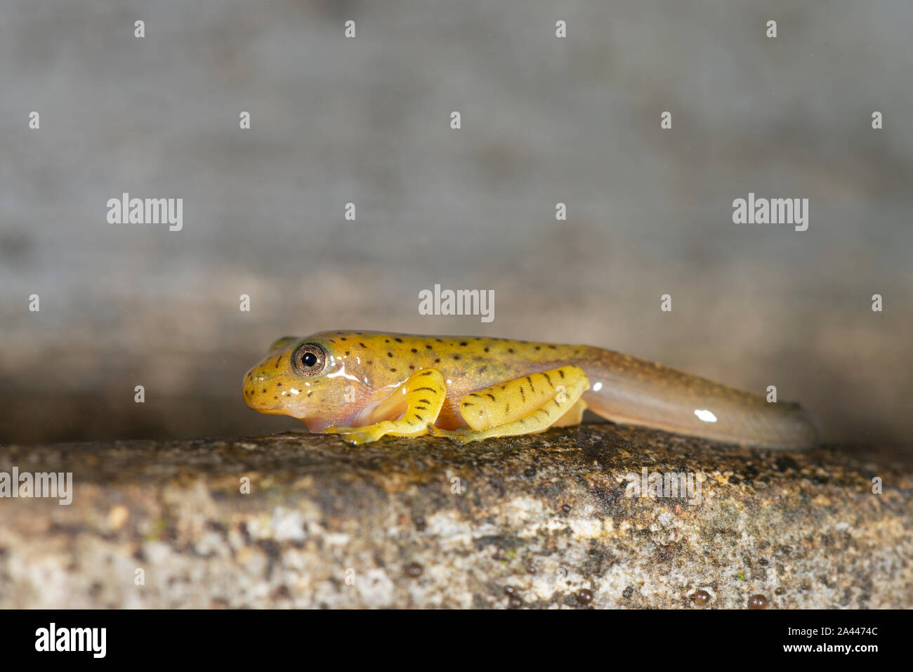 Les têtards de grenouille de vol à Malabar vu à Amboli,Maharashtra, Inde Banque D'Images