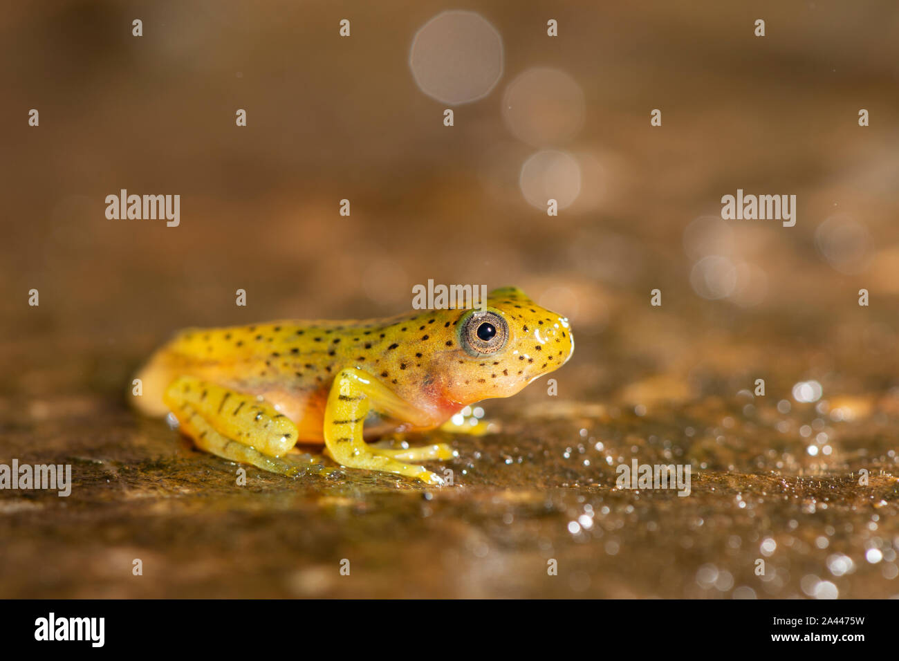 Les têtards de grenouille de vol à Malabar vu à Amboli,Maharashtra, Inde Banque D'Images