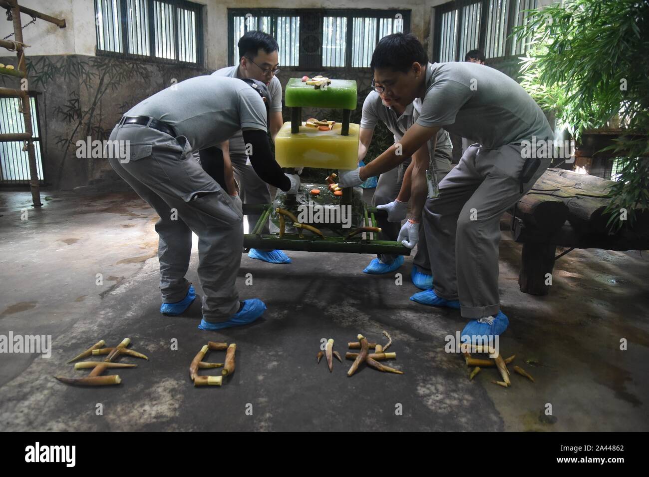 Zoo chinois préparation de pousses de bambou et de glace gâteaux pour grand panda frères Chengjiu et Shuanghao au cours d'une célébration pour leurs cinq ans birt Banque D'Images