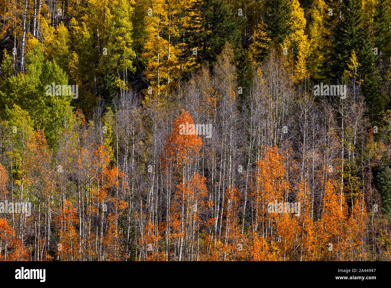 Automne Forêt d'Aspen aux couleurs d'automne jaune et orange Banque D'Images