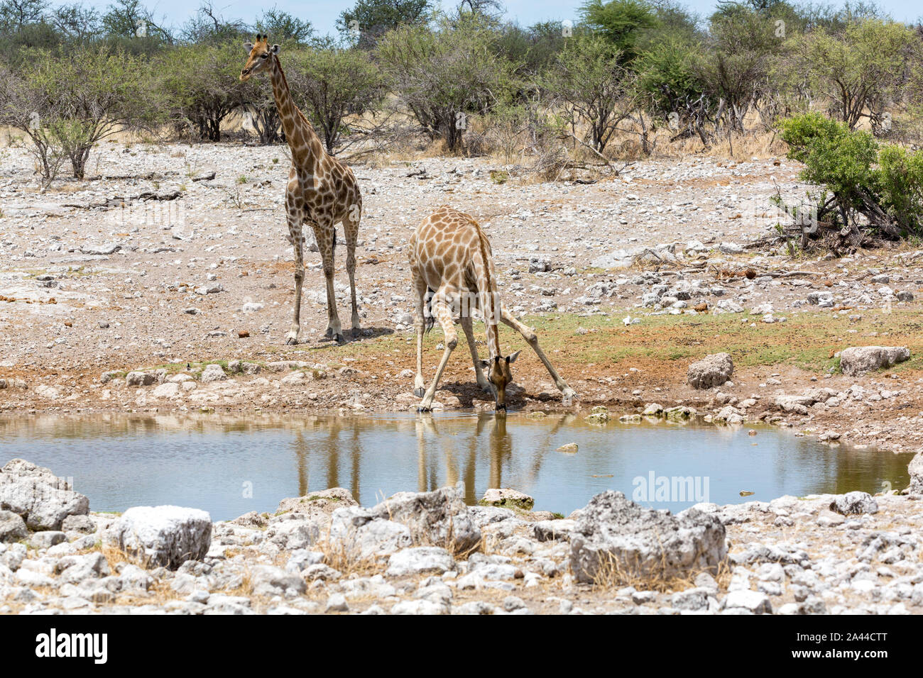 Deux girafes à un point d'eau potable est un, Etosha, Namibie, Afrique Banque D'Images