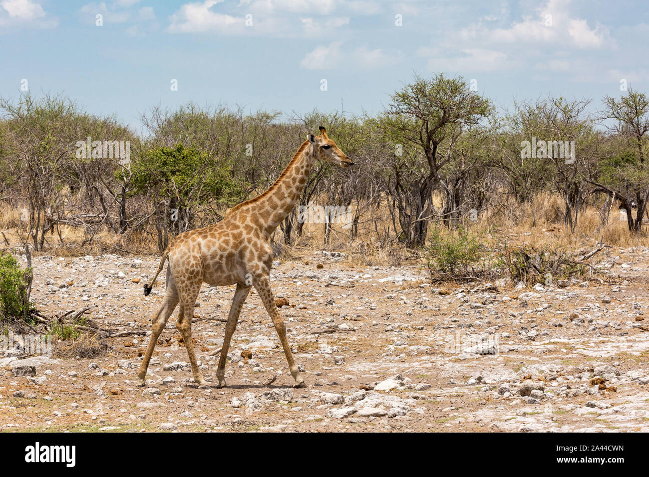 Une girafe marche à travers la steppe, Etosha, Namibie, Afrique Banque D'Images