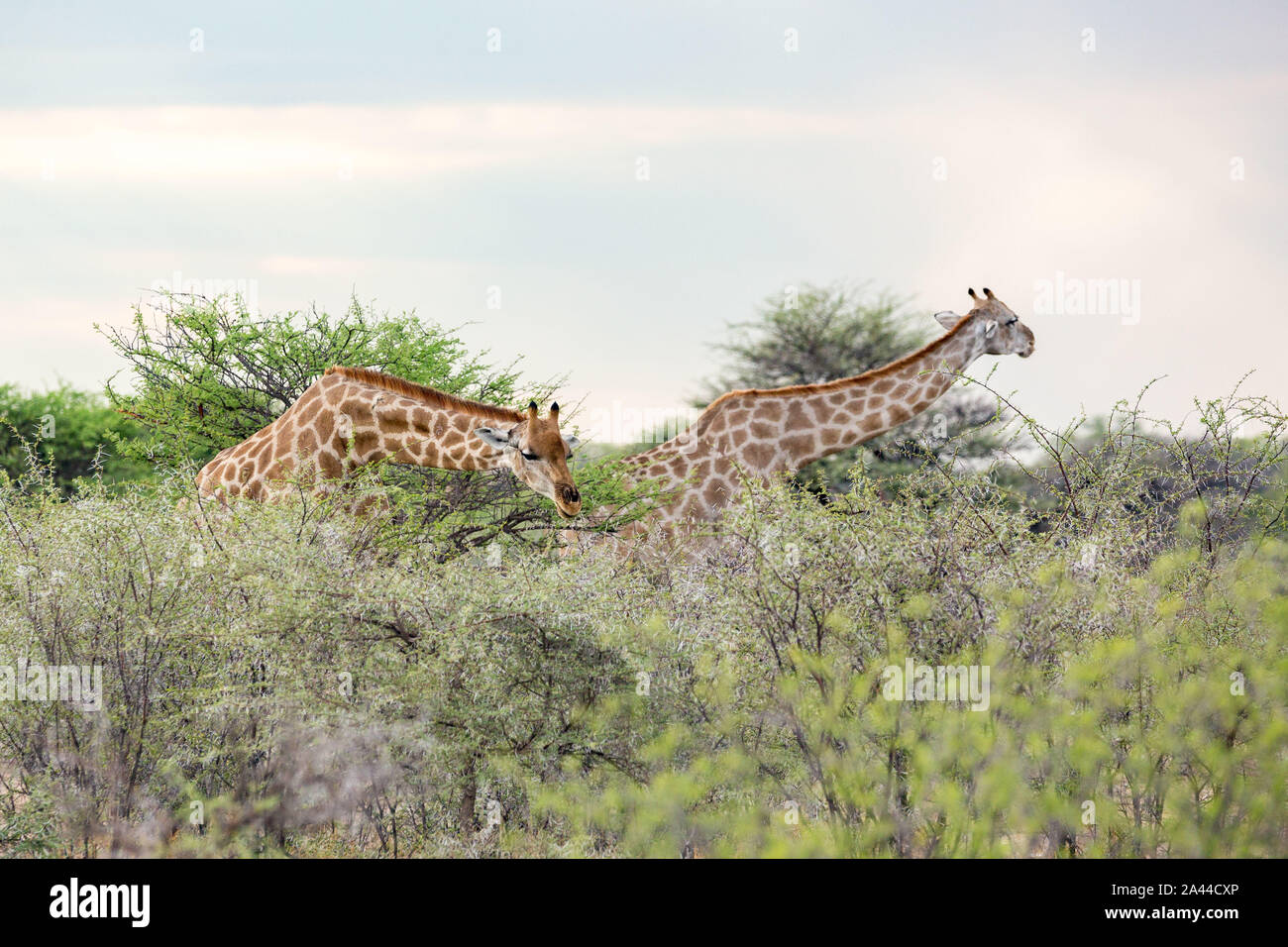Deux girafes se penchant la tête pour atteindre les feuilles d'un buisson, Etosha, Namibie, Afrique Banque D'Images