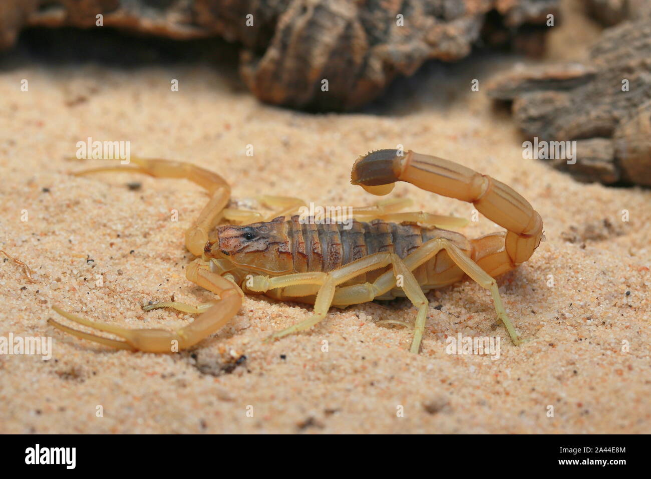 Scorpion d'Omdurman, Death Stalker Scorpion, Leiuris quinquestriatus, Banque D'Images