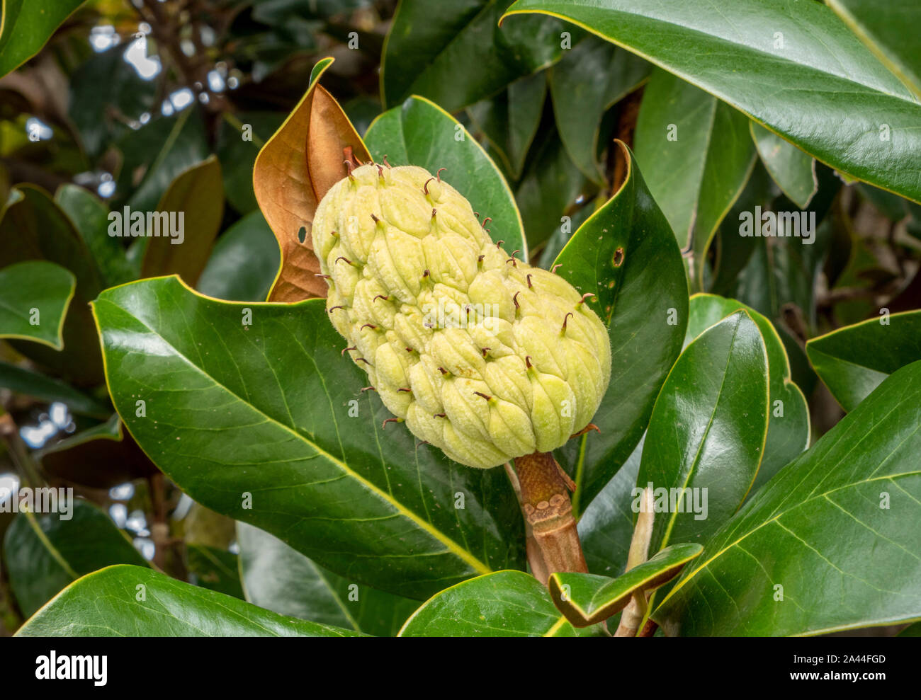 Le sud de la baie de bull ou magnolia (Magnolia grandiflora), fruits, Veneto, Italie Banque D'Images