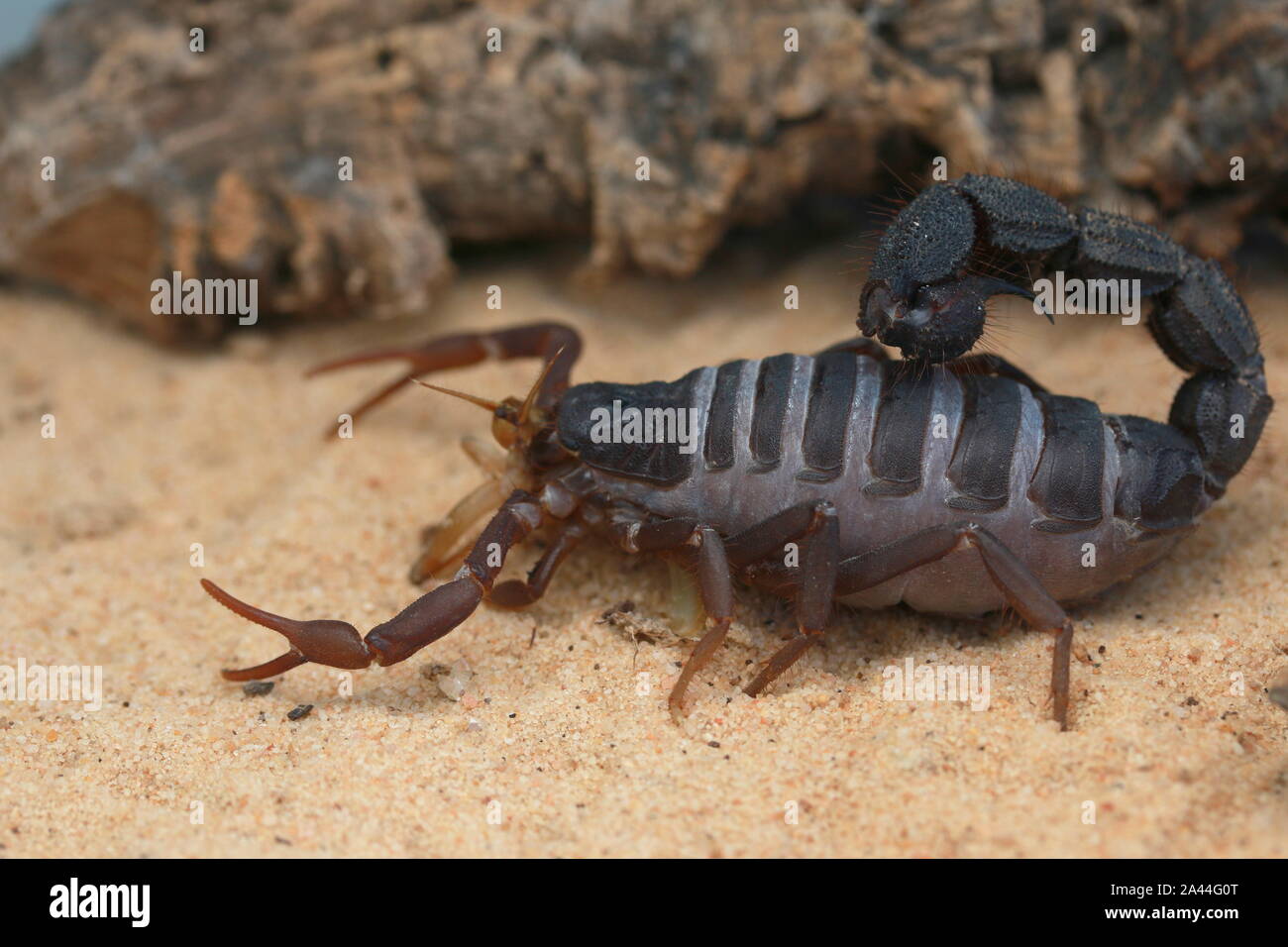 TRANSVAALICUS SCORPION à queue épaisse, Banque D'Images