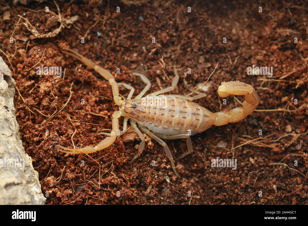 Scorpion, Mesobuthus gibbosus méditerranée Banque D'Images