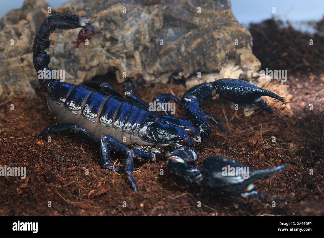 Forêt de Malaisie SCORPION, HETEROMETRUS SPINIFER, Banque D'Images