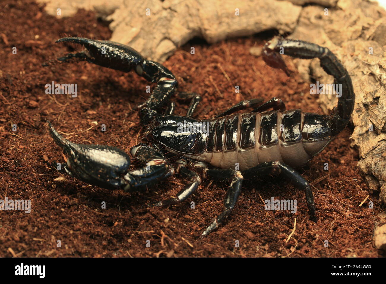 Forêt de Malaisie SCORPION, HETEROMETRUS SPINIFER, Banque D'Images