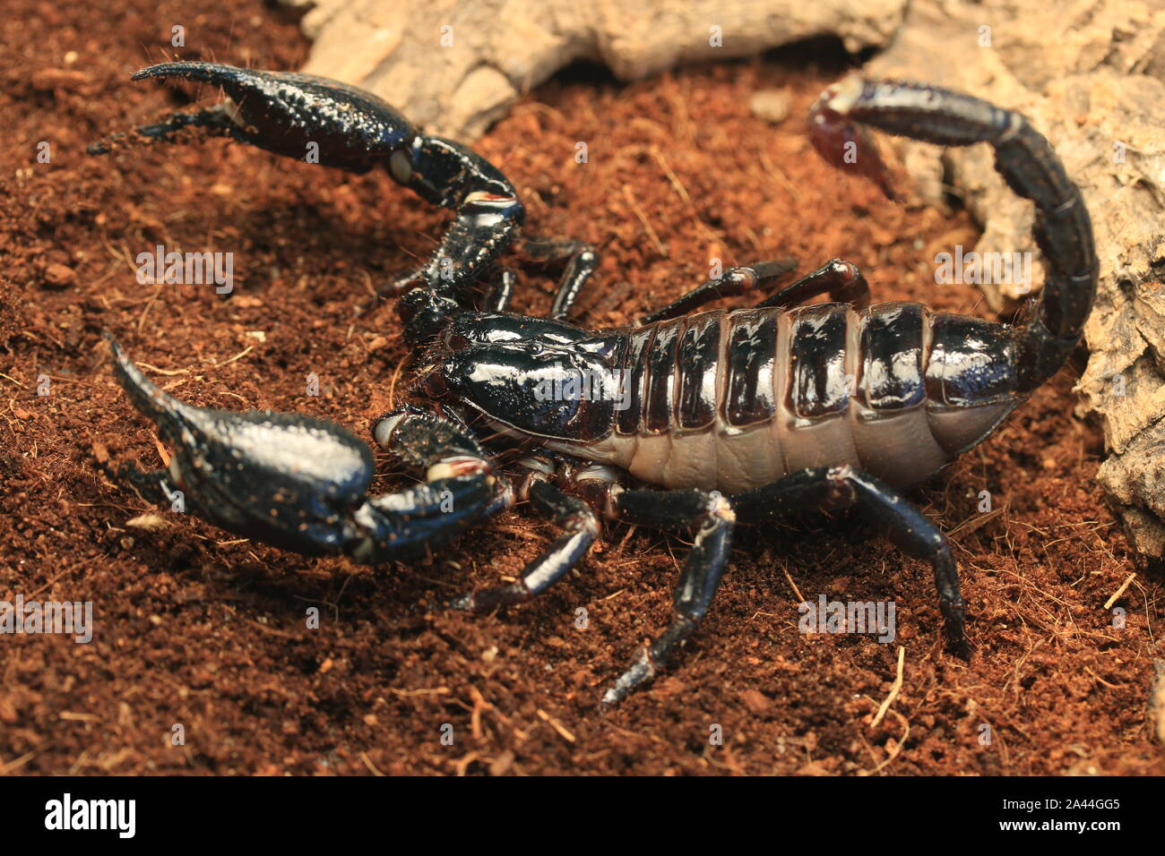 Forêt de Malaisie SCORPION, HETEROMETRUS SPINIFER, Banque D'Images