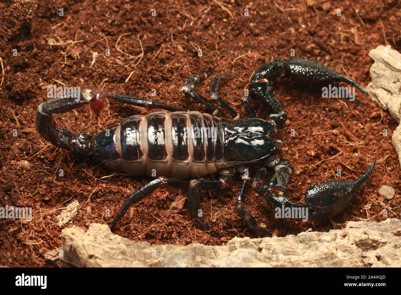 Forêt de Malaisie SCORPION, HETEROMETRUS SPINIFER, Banque D'Images