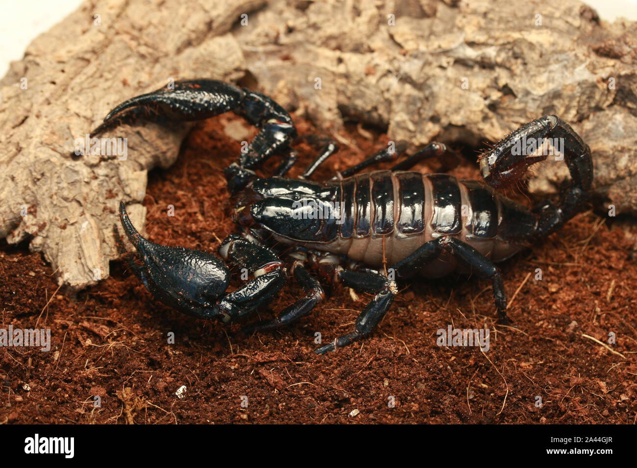 Forêt de Malaisie SCORPION, HETEROMETRUS SPINIFER, Banque D'Images