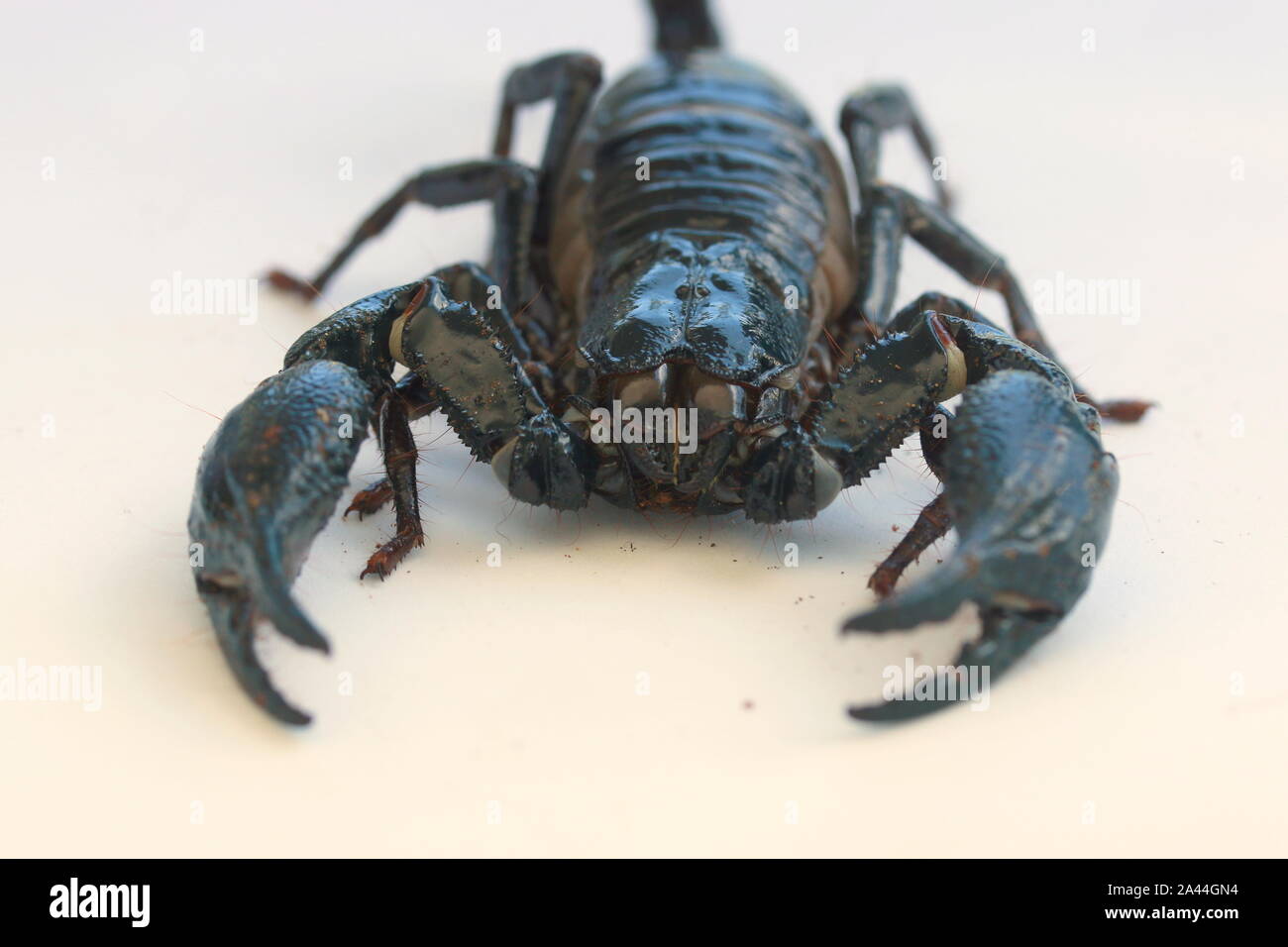 Forêt de Malaisie SCORPION, HETEROMETRUS SPINIFER, Banque D'Images