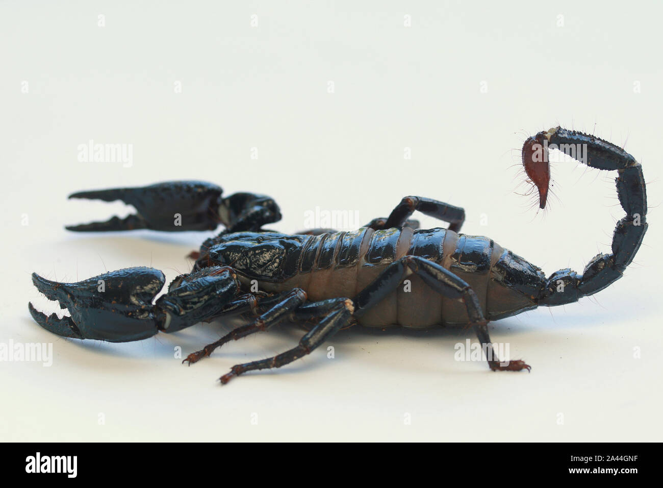 Forêt de Malaisie SCORPION, HETEROMETRUS SPINIFER, Banque D'Images