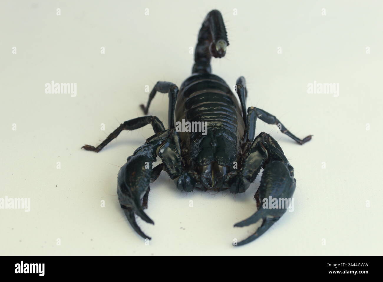 Forêt de Malaisie SCORPION, HETEROMETRUS SPINIFER, Banque D'Images