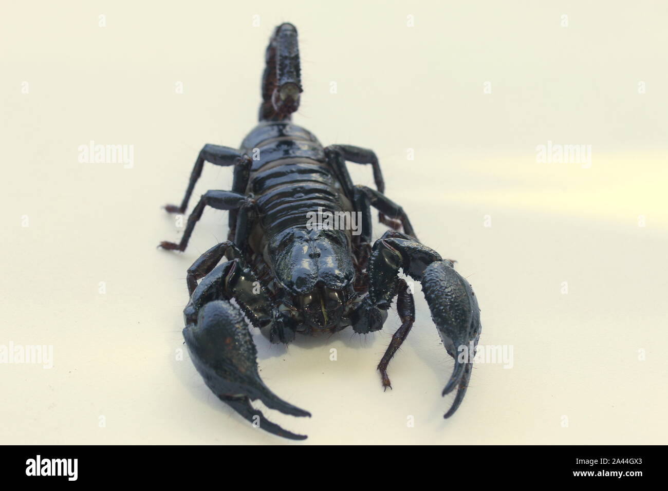 Forêt de Malaisie SCORPION, HETEROMETRUS SPINIFER, Banque D'Images