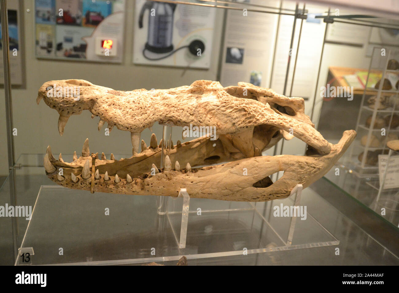 Crâne de crocodile d'eau de mer exposé au Musée d'Histoire naturelle de Colchester, Royaume-Uni Banque D'Images