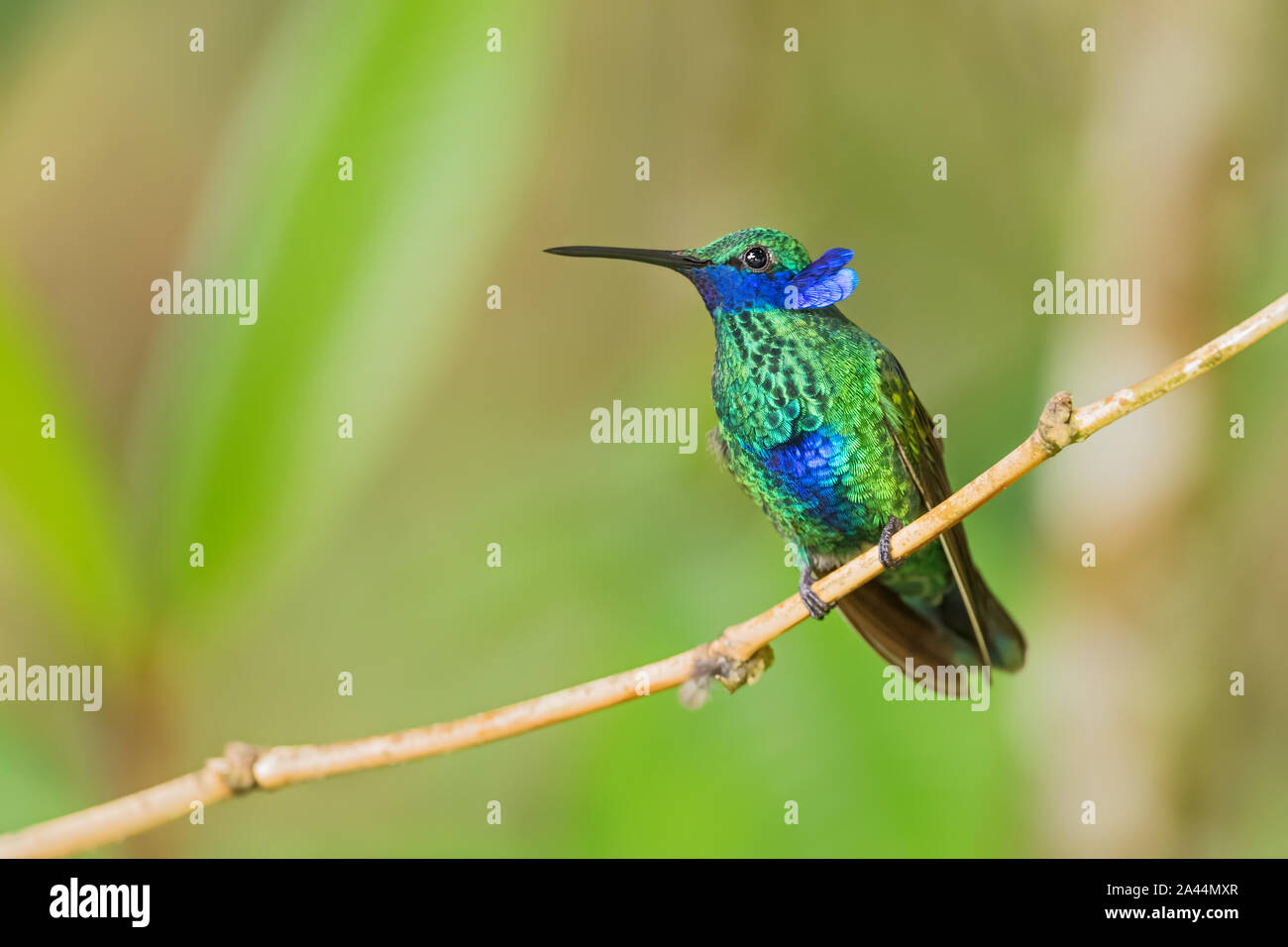Violet pétillant-ear - Colibri coruscans, belles oreilles bleu vert avec hummingbird de pentes andines de l'Amérique du Sud, sauvage, l'Equateur. Sumaco Banque D'Images