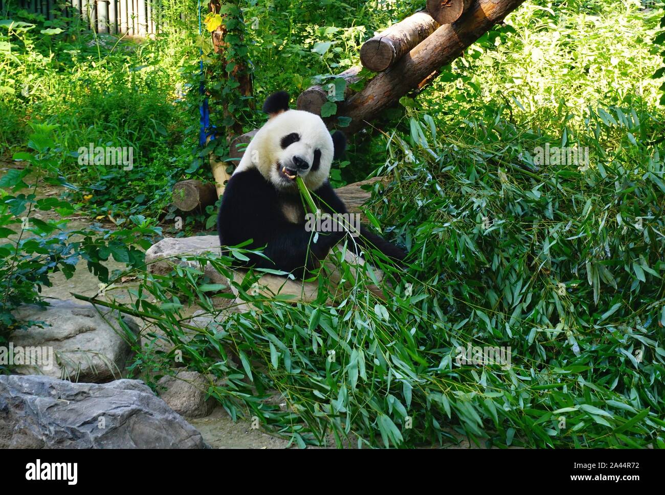 Un grand panda mignon comme il mange des actes de pousses de bambou au zoo de Pékin à Beijing, Chine, 15 août 2019. Banque D'Images