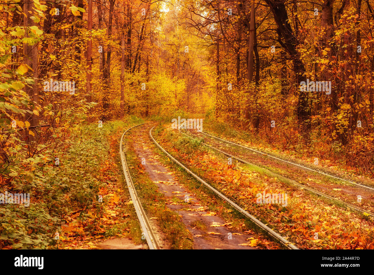 Rails du tramway dans la forêt d'automne, vintage background hippie. Les voyages, la liberté et l'espoir concept. Banque D'Images