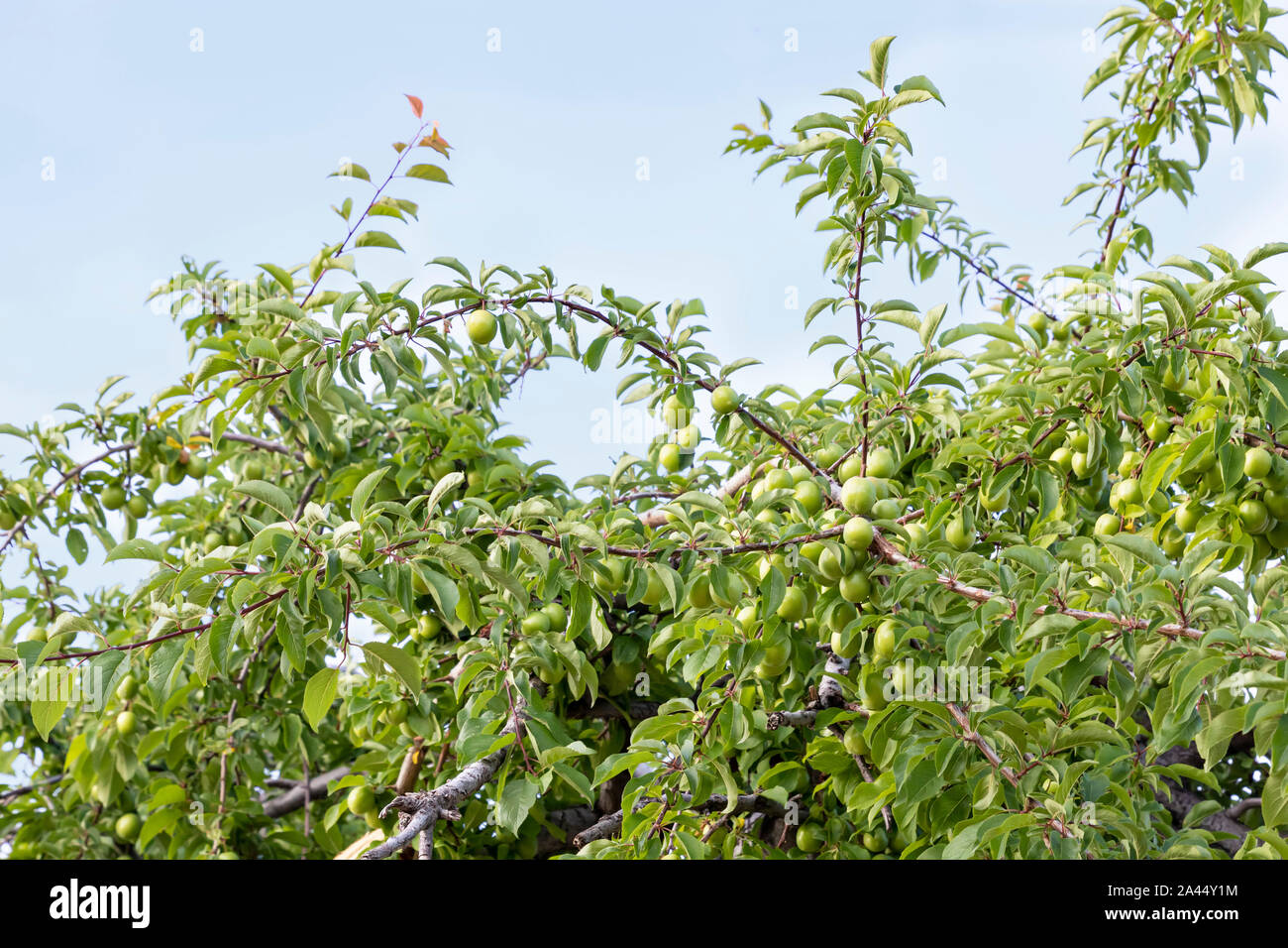 Branches de l'abricotier avec fruits pas mûrs vert dans le feuillage. Kirghizistan Banque D'Images