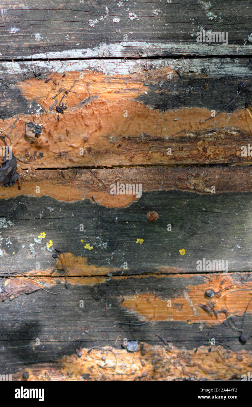 La texture et la vieille peinture sur bois oold Banque D'Images