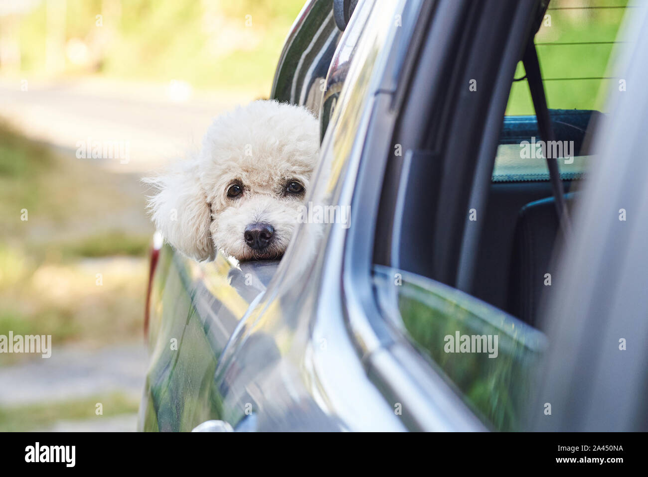 Portrait de chien caniche blanc en voiture en fond ensoleillé floue Banque D'Images