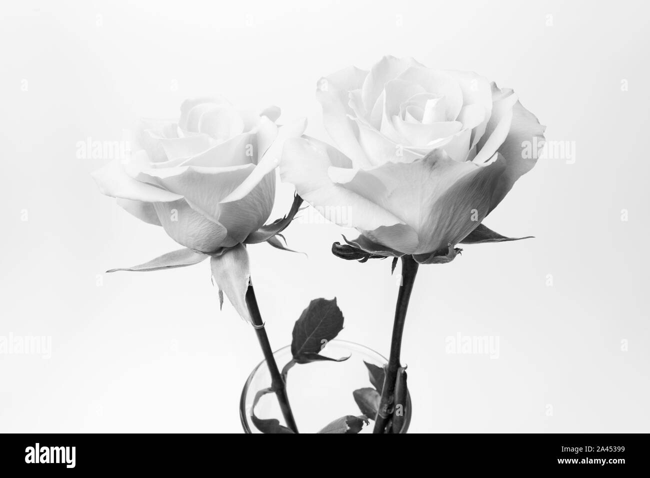 Close-up de deux roses, de fleurs en fleurs, isolated on white Banque D'Images