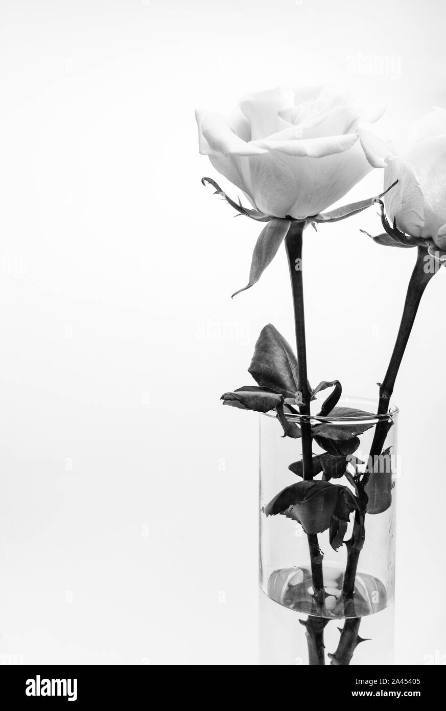 Roses en noir et blanc dans un bocal en verre, fleurs blooming Banque D'Images