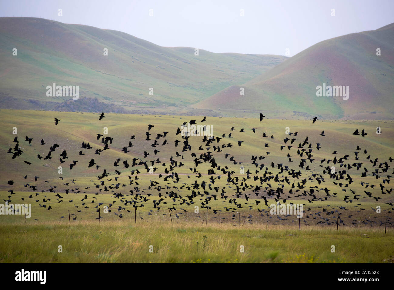 Les corneilles regroupés au-dessus du flutter d'herbages, à la recherche de nourriture dans la préfecture autonome Kazakh de sg, la Région autonome du Xinjiang Uygur, 27 juillet 2019. E Banque D'Images