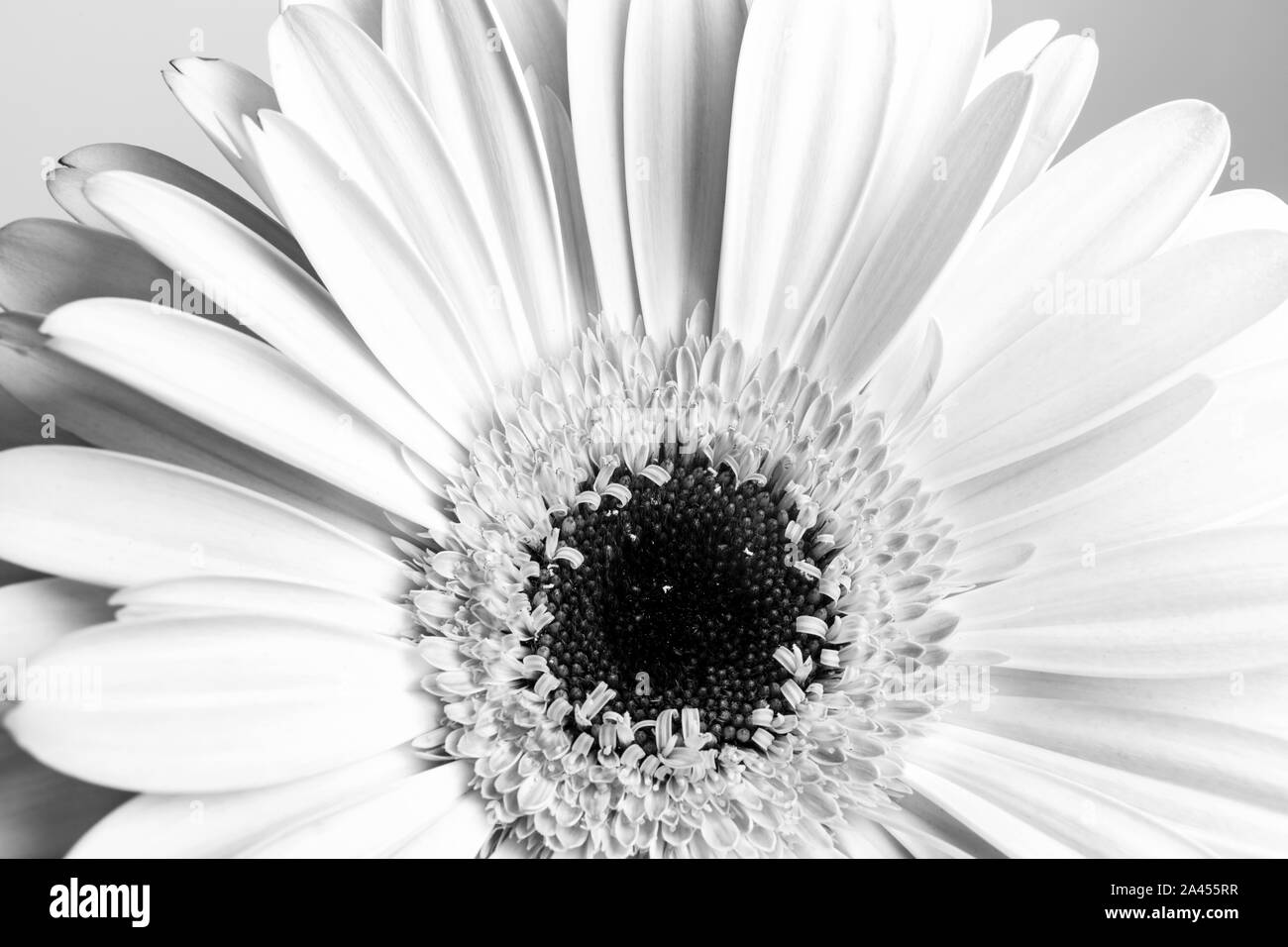 Noir et blanc, macro fleurs gerbera fleurs Daisy Banque D'Images