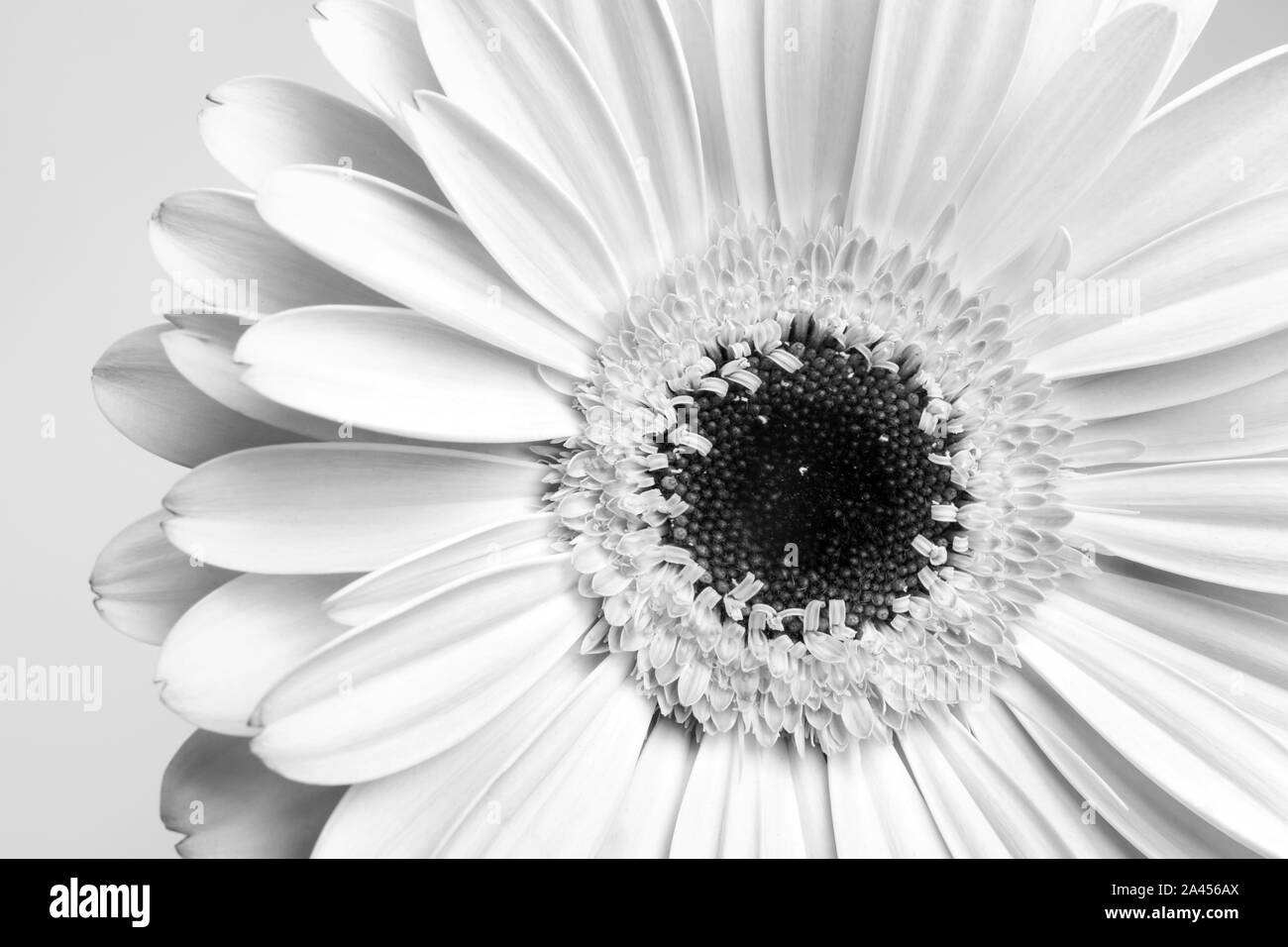 Noir et blanc, macro fleurs gerbera fleurs Daisy Banque D'Images