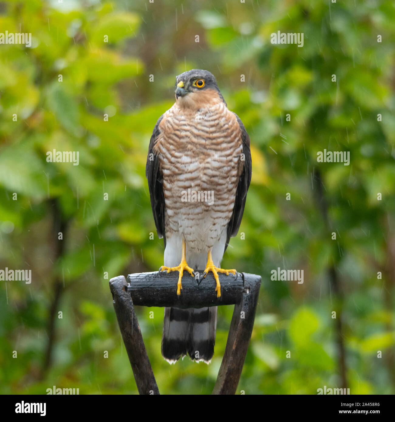 Fauve (Accipiter nisus), un jeune homme oiseau de proie perché sur une fourche à bêcher, Royaume-Uni, dans une douche de pluie Banque D'Images
